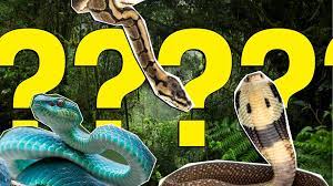 Snake Trivia Questions & Snake Quiz General Knowledge questions answers what snake are you